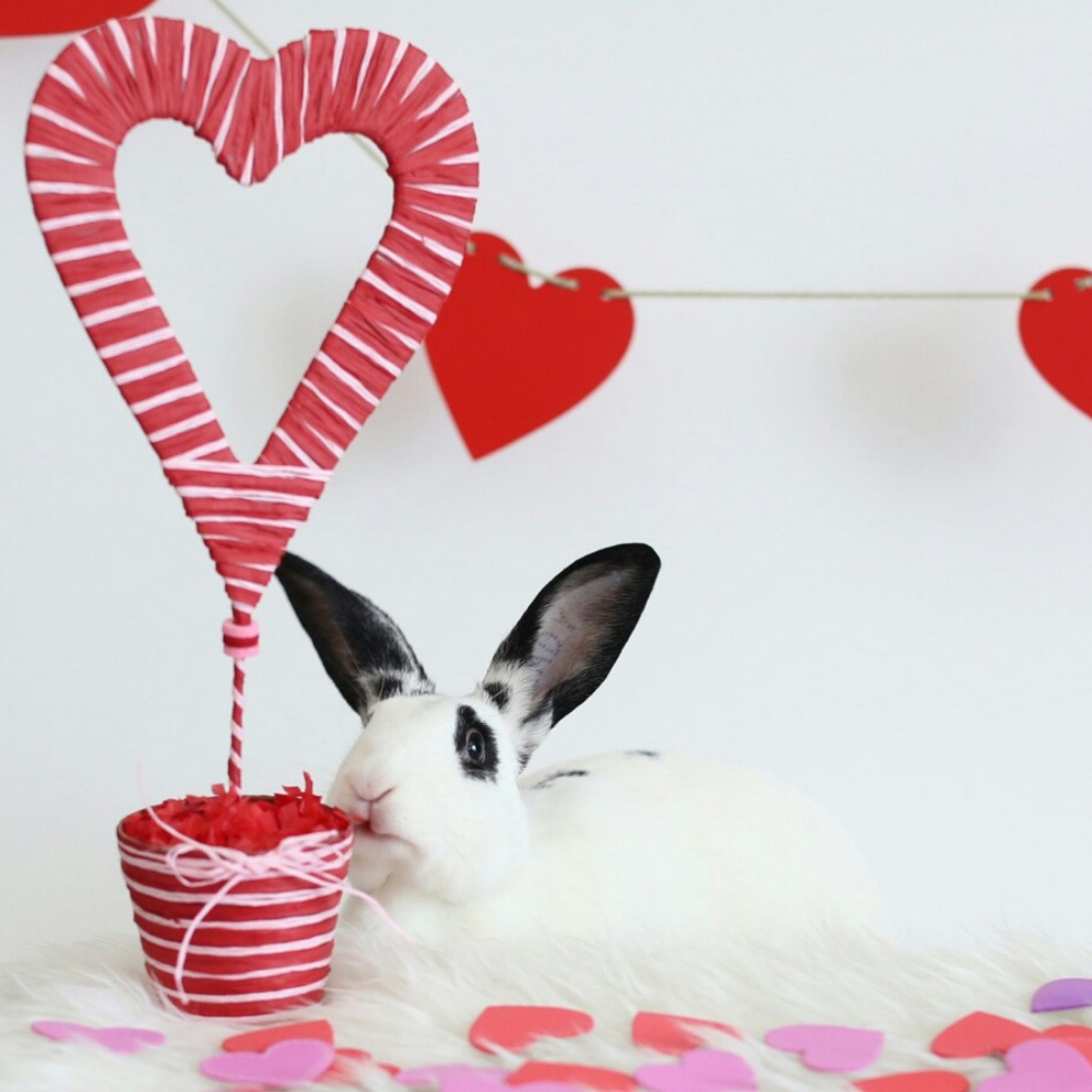 Meet your Posher, Agi